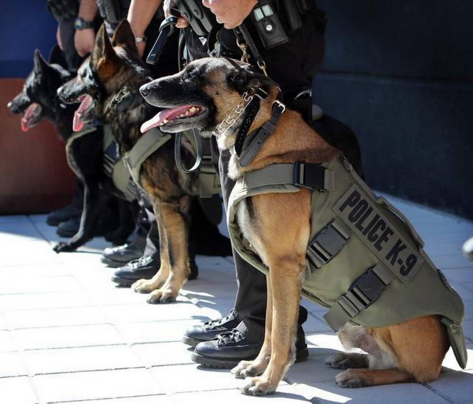 kevlar dog vest suppliers
